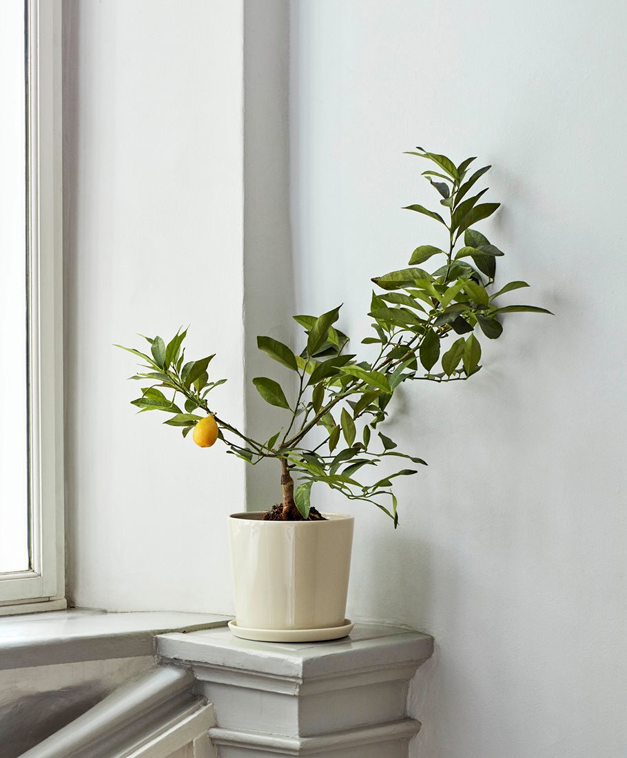 Botanical Family