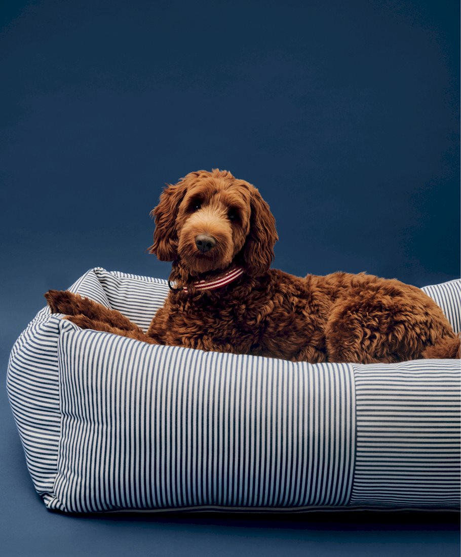 HAY Dogs Bed / HAY Dogs Collar