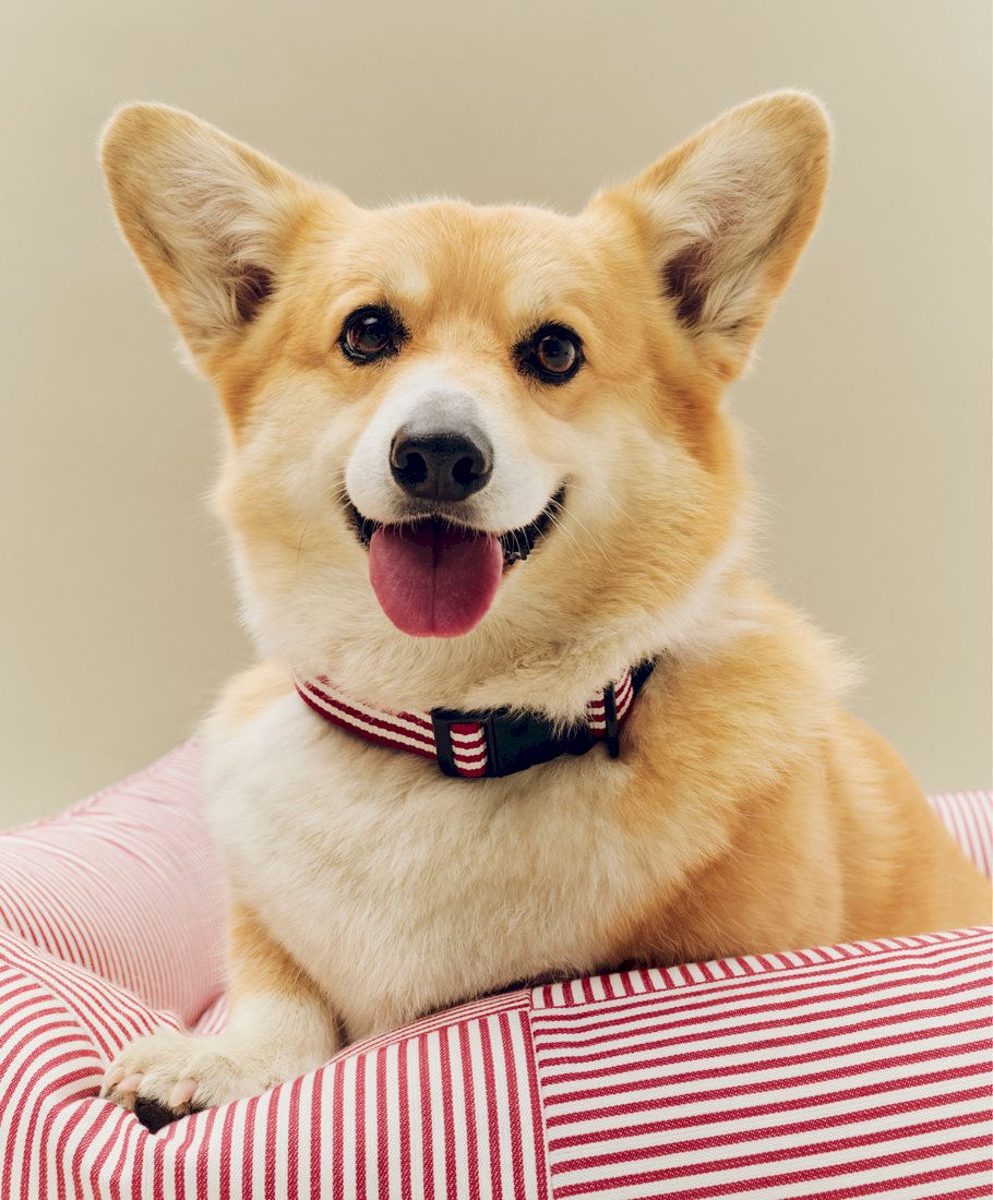 HAY Dogs Bed / HAY Dogs Collar