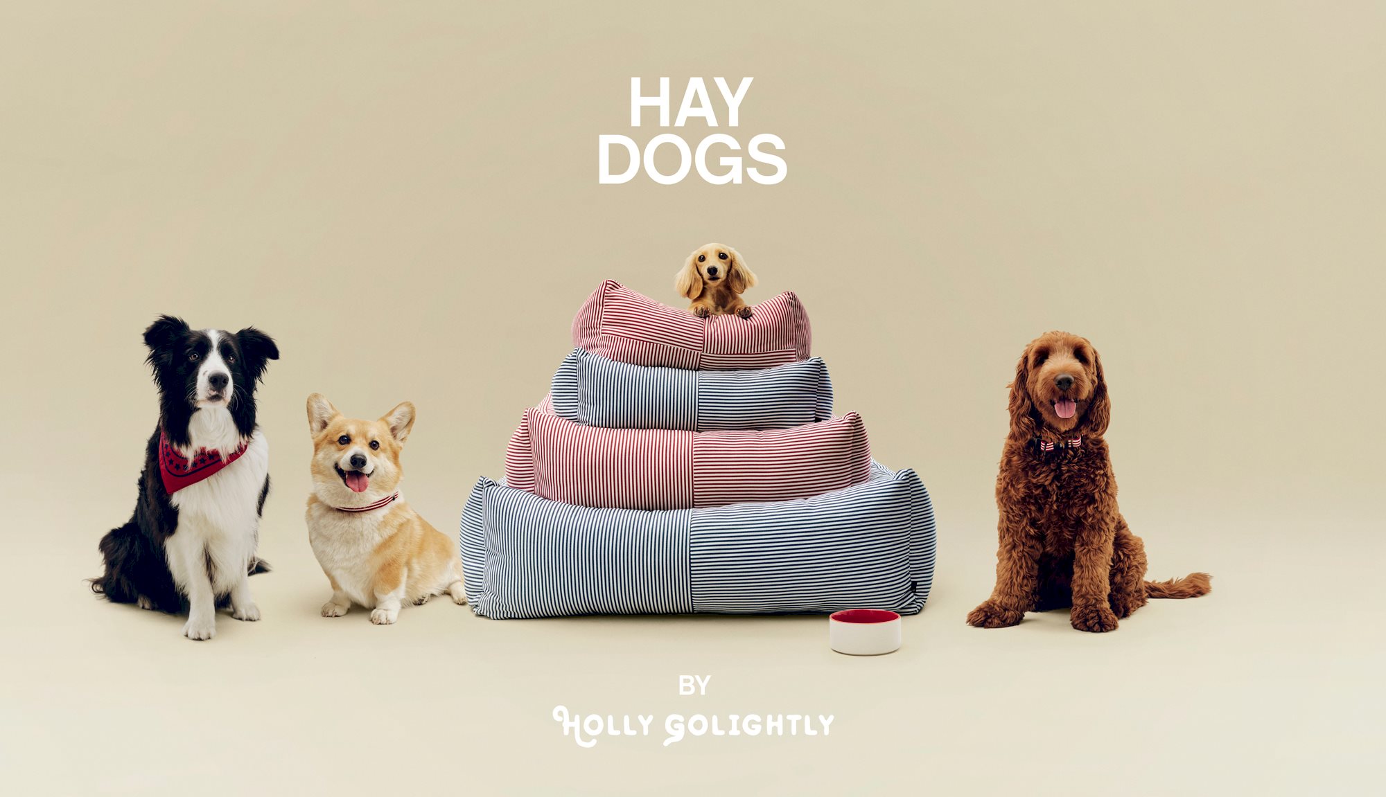 HAY Dogs by Holly Golightly