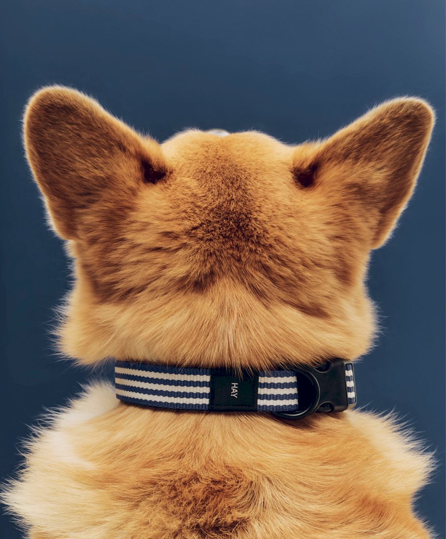 HAY Dogs Collar