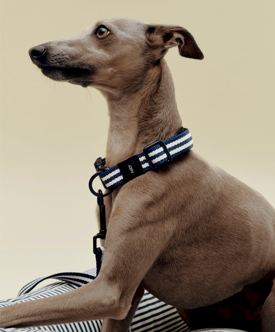 HAY Dogs Collar / HAY dogs Leash