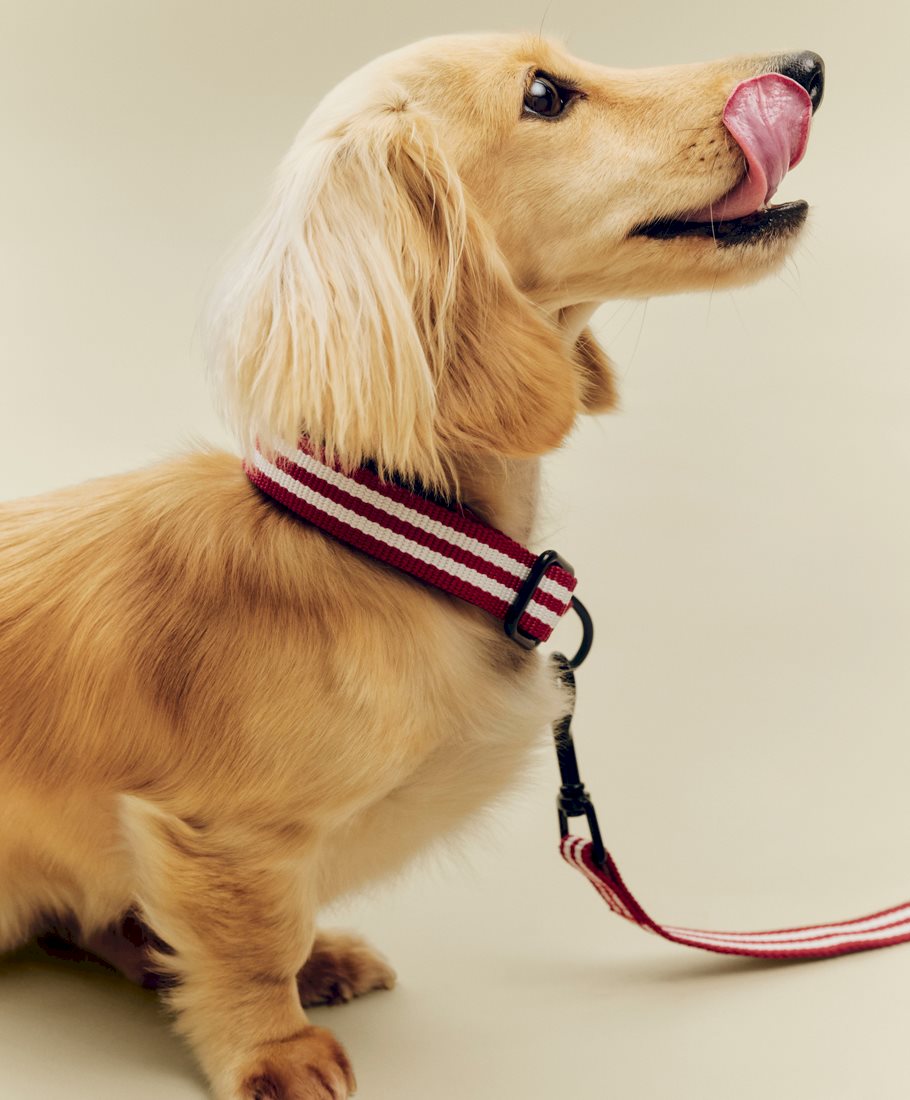 HAY Dogs Collar / HAY dogs Leash