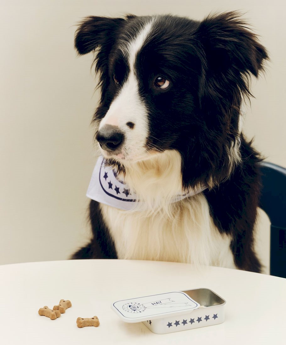 HAY Dogs Treat Tin / HAY Dogs Scarf