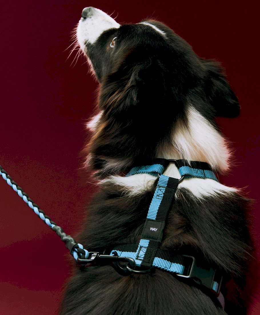HAY Dogs Harness