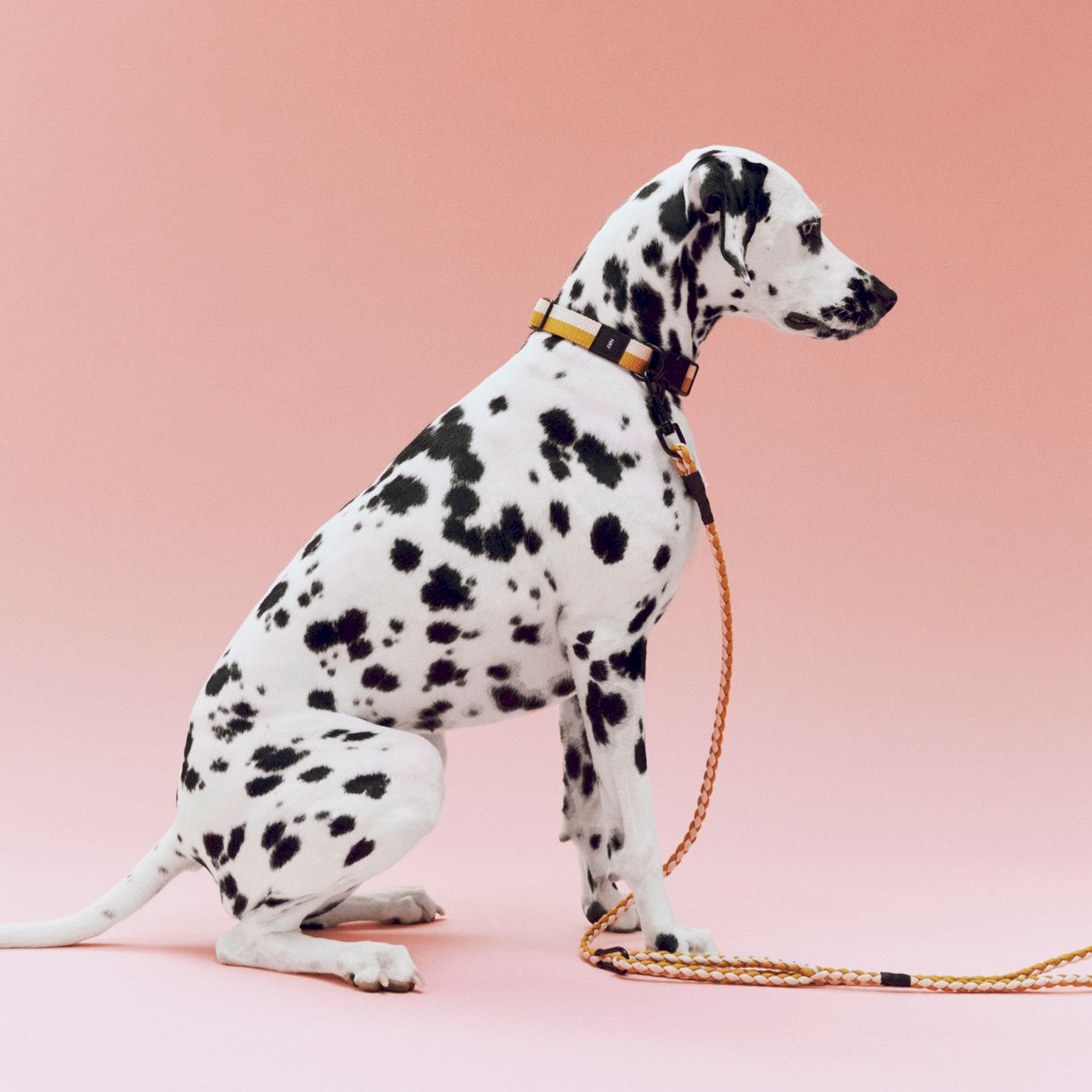 HAY Dogs Leash