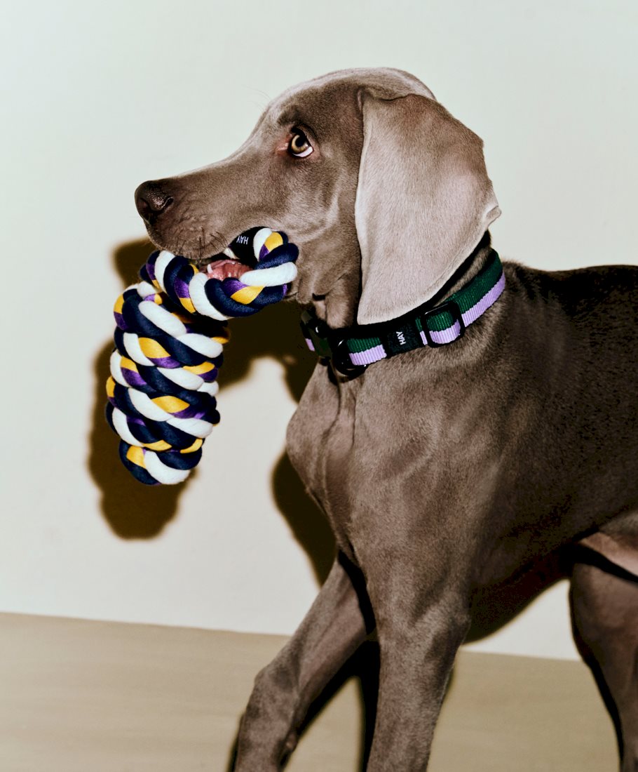 HAY Dogs Rope Toy