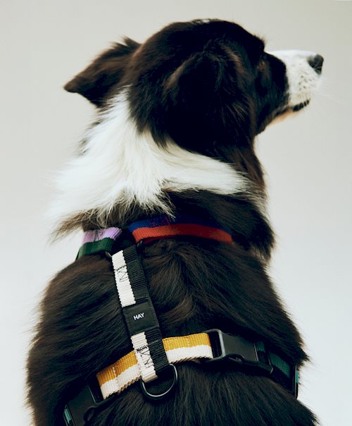 Hay Dogs Harness by HAY
