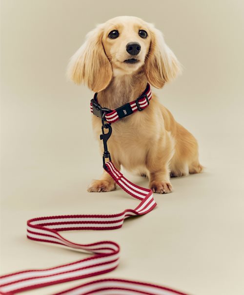Hay Dogs Leash by HAY