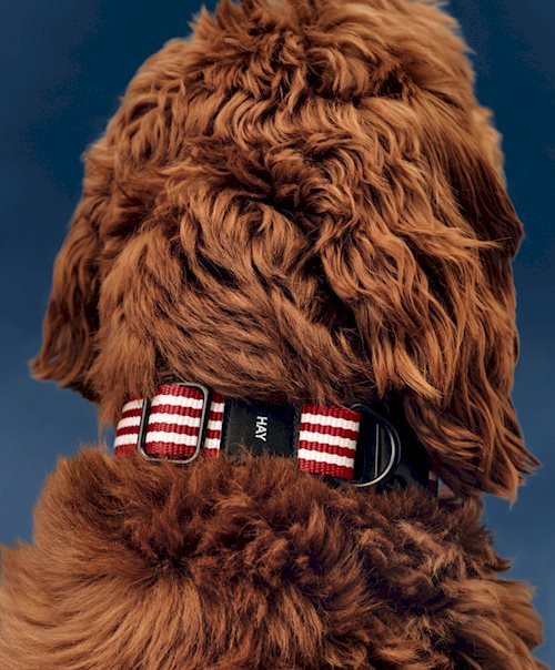 Hay Dogs Collar Flat by HAY